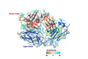 Structure of a populat TNF-alpha blocker showing light chain, heavy chain, and lipophilicity